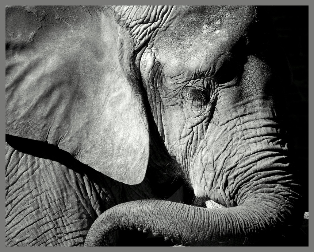 Photographie en noir et blanc de la tête d'un éléphant, cadre gris foncé.
