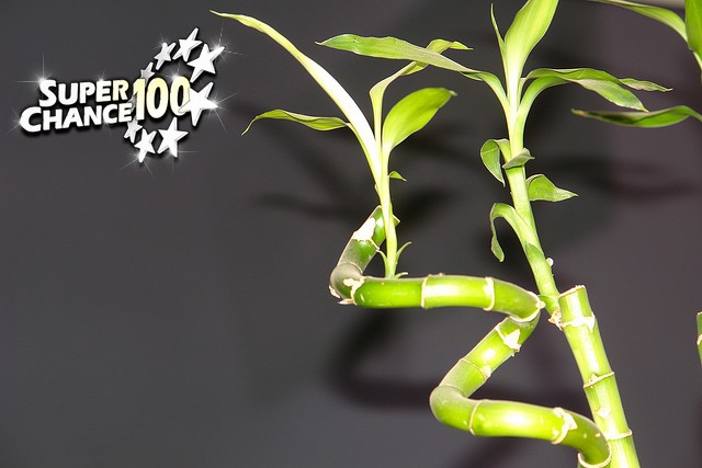 Un "lucky bamboo", plante d'intérieur porte-bonheur.