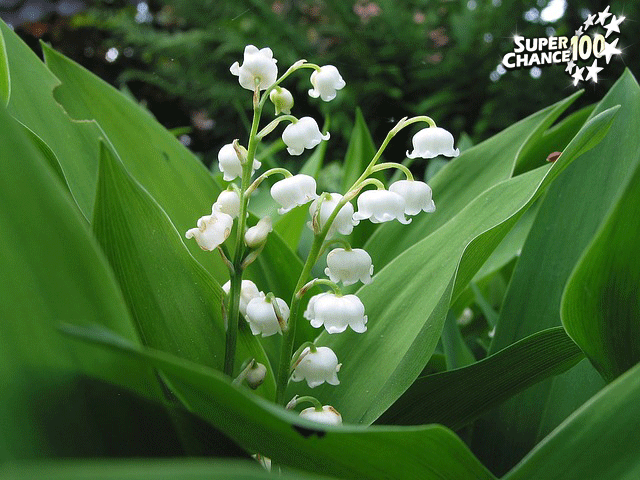 Brins de muguet