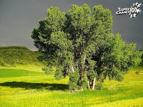 Trois arbres dans une plaine.