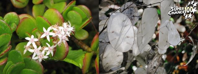 Photos de Crassula argentea et Lunaria annua.