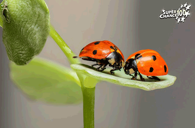 Couple de coccinelles porte-bonheur.